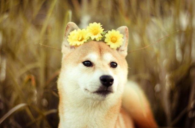 medium-download-lovely-shiba-inu-dog-wallpaper-free-wallpapers.jpg