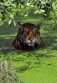 Александр Нефёдов