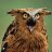 CrazyOwl