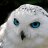 April Owl