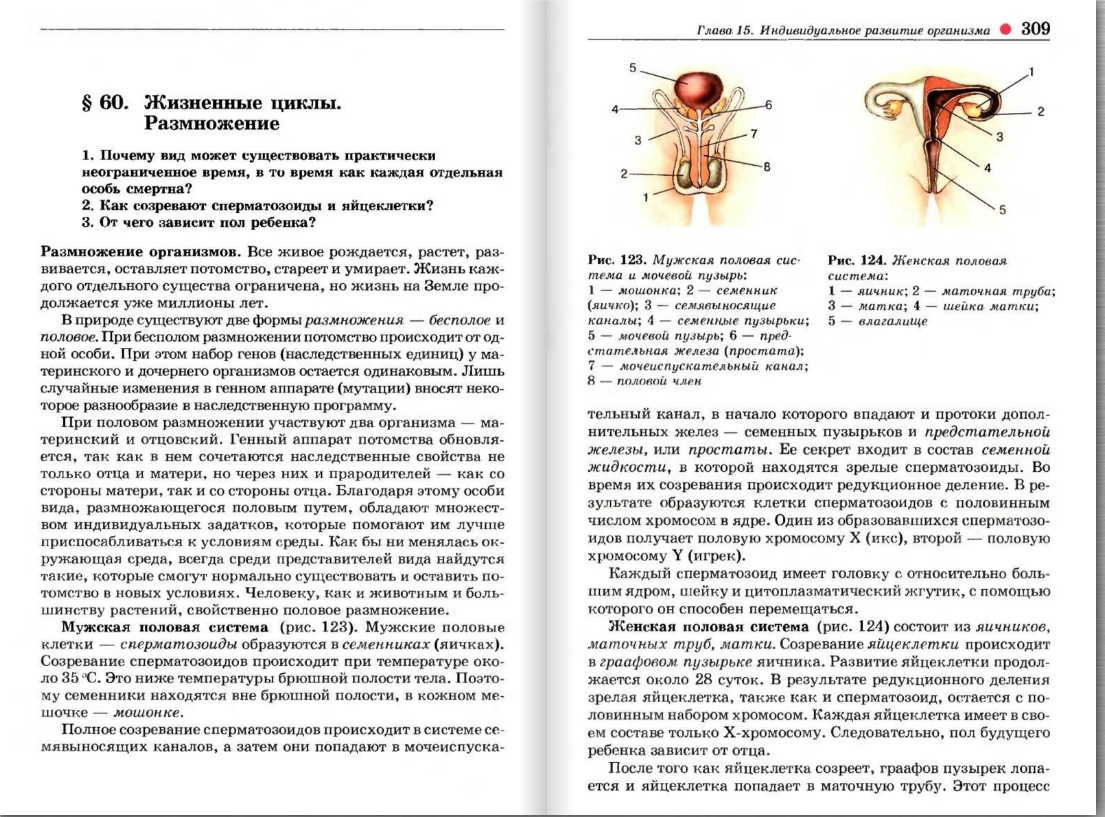 Презентация по биологии 8 класс размножение человека