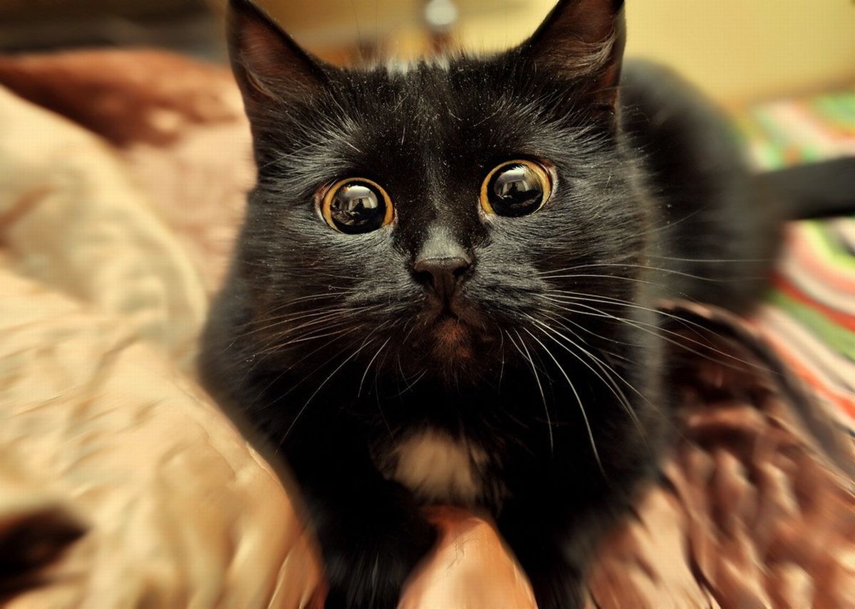 Киска мяу. Чёрный кот. Черная кошка с карими глазами. Кошки фото. Кокотики.